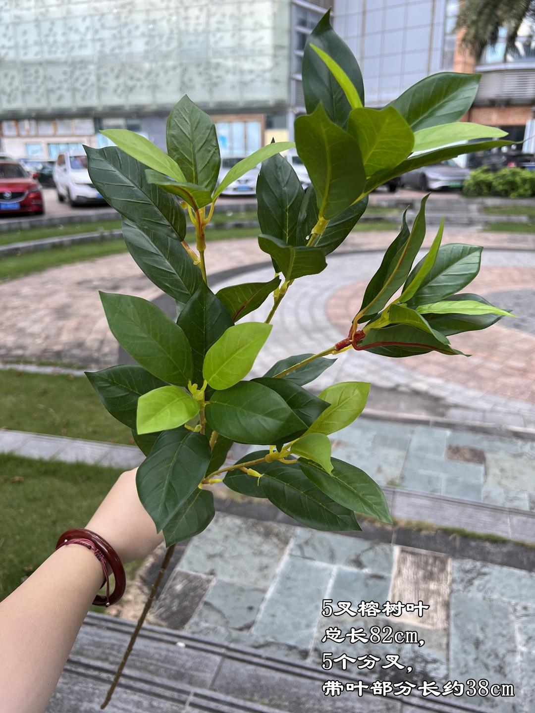 5 fourche feuilles banyan