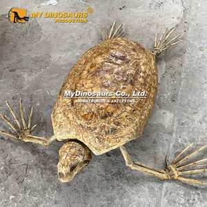 Mijn Dino Gefossiliseerde Zeedieren Levensgrote Zeeschildpad Skelet - Product Image 3