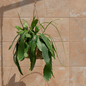 Piastrella Karachi Cream 60x60 cm per uso a parete e pavimento - Product Image 6