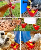 Abreuvoir automatique pour poulets YYC, capacité 1L, avec bouteille