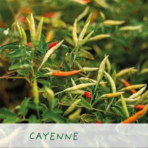 <span class=keywords><strong>Kit</strong></span> d'étain de plantes de jardin de chili de <span class=keywords><strong>graines</strong></span> de légumes biologiques naturelles en forme de boule planteur maison arbre de bureau utilisant avec bienvenue OEM - Product Image 3