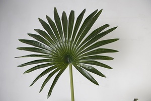 Fausses plantes tropicales artificielles de palmier de 180cm de haut pour les Y8502-7-1PS de décoration d'intérieur - Product Image 2