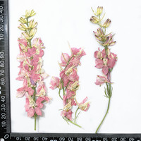 Fleurs d'alouette pressées séchées avec tiges pour le bricolage Sous-verres en résine Bougie Broderie Résine époxy Art Nail Art Décor