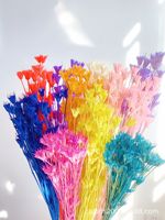 Bunga Nigella Star Anise Dekoratif Multi Warna Abadi untuk Buket, Dekorasi Meja Rumah, Pernikahan, DIY, Pengisi Bunga