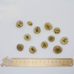 Bulbus Fritillariae Ussuriensis Fritillary Bulb <span class=keywords><strong>Ping</strong></span> Bei Mu Venta caliente Buen gusto - Product Image 3