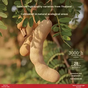 <span class=keywords><strong>มะขาม</strong></span>เปรี้ยวหวาน ไม่มีเปลือก ผลไม้อบแห้งชนิดพิเศษ ไม่มีสารปรุงแต่ง 80 กรัม ขนมสำหรับหญิงตั้งครรภ์ รูปทรงยาว - Product Image 6