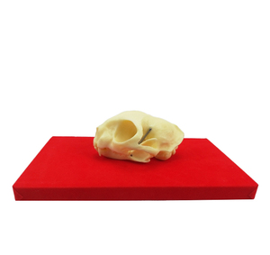 Modelo de Hueso de Mandíbula de Gato, Anatomía Animal, Esqueleto de Plástico, Modelo de Dientes de Gato, Modelo de Dentición de Gato, Manualidades - Product Image 2