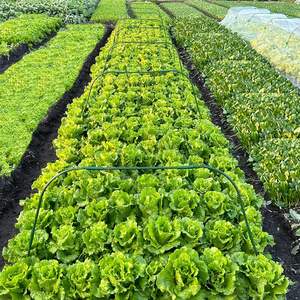 Les cerceaux de serre en plastique antirouille élèvent le <span class=keywords><strong>tunnel</strong></span> avec 24 pièces des pinces Diy Garden Hoop Support Frame Stakes for Raised Garden Beds - Product Image 5