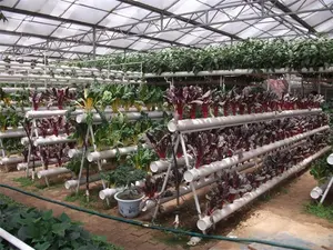 Agricultural Multi-Span Polycarbonate Greenhouse With Hydroponic Growing Systems