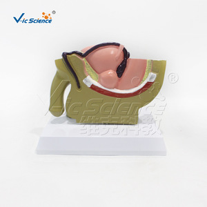 Modèle médical d'organe pelvien masculin, version de bureau, modèle de formation et d'enseignement en urologie, vente en gros. - Product Image 1