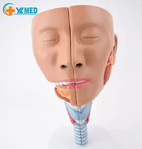 医学教育リソース教育機器PharynxMuscles解剖学モデルを備えたプラスチック製の人間の頭