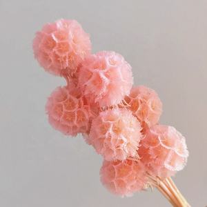 Flor Seca Popular de Fábrica, <span class=keywords><strong>Scabiosa</strong></span> Natural Preservada para Decoración del Hogar - Product Image 5