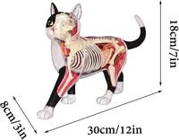 Modèle d'anatomie des organes de chat noir et blanc assemblé pour l'enseignement médical CE/ISO