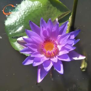 Pétalos de Flor de Loto Azul Hechos a Mano para Hierbas Aromáticas, Repostería, Cócteles, Té, Triturados/Enteros, en Bolsa - Product Image 4