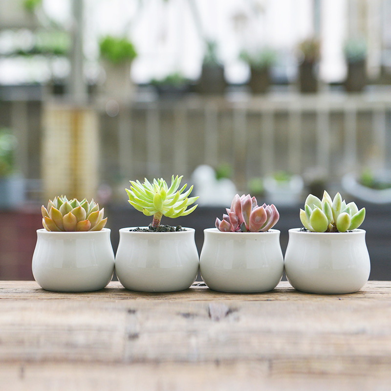 indoor plant stand Modern Elevated Planter and Plant Stand Set