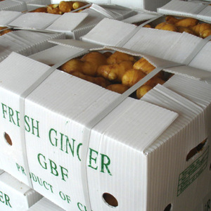 Gừng tươi hữu cơ gừng 2023 mới nhất Crop trong số lượng lớn/lưới túi/carton chuyên Nghiệp Xuất khẩu tươi gừng bán buôn - Product Image 5