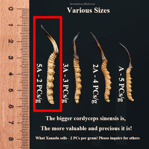 1g 2 pezzi Tibet 5A Cordyceps Sinensis erba selvatica preziosa biologica per la tintura estratto di Capsule intero autentico Dong Chong Xia Cao - Product Image 2