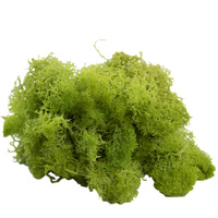 Mousse de renne préservée: mousse artificielle pour bricolage Moss Wall Art et Home Deco
