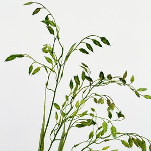 <span class=keywords><strong>Feuille</strong></span> <span class=keywords><strong>de</strong></span> plante <span class=keywords><strong>artificielle</strong></span> en plastique, herbe <span class=keywords><strong>de</strong></span> la <span class=keywords><strong>pampa</strong></span> à 2 branches, petite taille, origine Chine, vente en gros, décoration intérieure, design pour Thanksgiving et mariage - Product Image 2