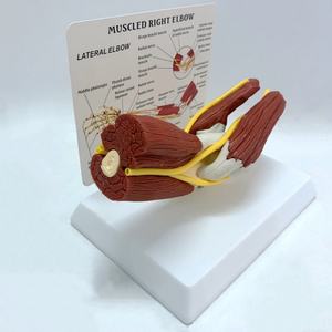 Modèle d'enseignement médical de squelette humain grandeur nature 1:1, bras droit musclé avec articulation du coude, ligaments vasculaires - Product Image 3