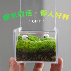 Moss Micro-Landscape Indoor Desktop Potted Plants Fresh <b>Small</b> Green Plant Ornaments Office Gifts Mini Moss Eco-Bottle - Product Image 1
