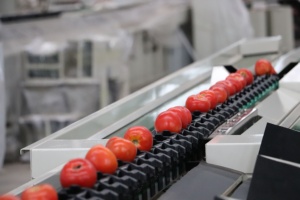 Trieuse intelligente de tomates à double voie Autres machines et équipements agricoles