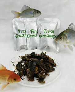 Suministro de Fábrica de Gafanhotos Frescos y Conservados, Alimento Nutritivo para Reptiles y Anfibios - Product Image 5