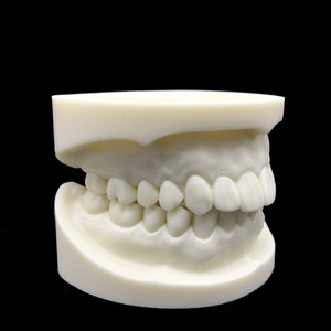 Modèle dentaire en corindon blanc HDF HST-S22, réplique pour la formation dentaire, à usage éducatif - Product Image 2