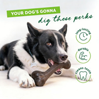 Jouets à mâcher pour chiens C4P GTT072, modernes, classiques, indestructibles, en bois naturel, saveur poulet, forme d'os, écologiques, vente en gros