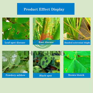 2,4-D <strong>Systemic</strong> Translocated for Flixweed Chickweed Cleavers Field Bindweed Broadleaf Plants - Product Image 3