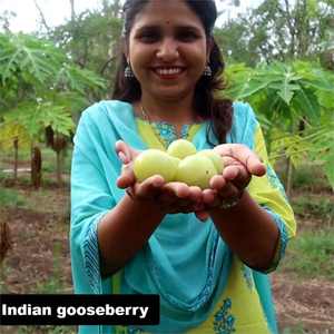 Óleo de <span class=keywords><strong>Amla</strong></span> 100% Puro Indiano Fornecedor OEM a Granel - Product Image 3