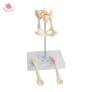 Modelo Anatómico de Articulación de Cadera de Perro Veterinario para la Enseñanza de la Anatomía del <span class=keywords><strong>Esqueleto</strong></span> Lumbar Animal - Product Image 4