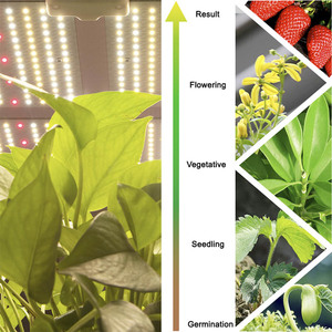 Lampes de culture LED <span class=keywords><strong>Quantum</strong></span> 440W avec LED Samsung Lm301B pour la croissance des plantes d'intérieur - Product Image 3