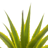CHUANGFA 110cm Arbre artificiel d'Agave en fer vert à bords jaunes pour la décoration de bureau pour les anniversaires et les pâques en PE