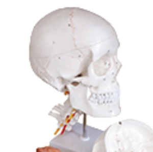 ADA-A154IIIL Chất lượng cao xương khâu <span class=keywords><strong>Mark</strong></span> kỹ thuật số Skull với cổ tử cung vành đai 8 phần mô hình não, 11 phần, tự nhiên lớn - Product Image 2