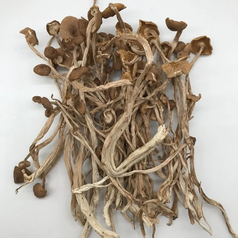 12009 Cha Shu Gu Natuurlijke Food Grade Agrocybe Cylindracea