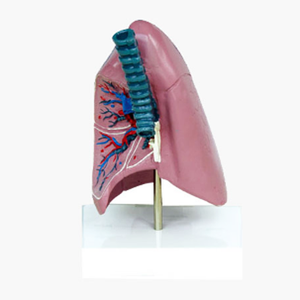 Gelsonlab HSBM-241 मानव फेफड़ों मॉडल फेफड़ों शरीर रचना विज्ञान मॉडल - Product Image 5