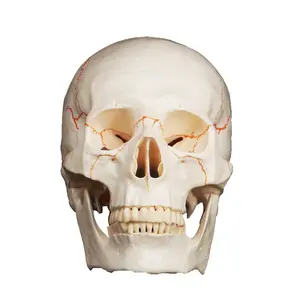 GelsonLab HSBM-057 High quality Life size Skull model with Bone suture 3 teeth movable