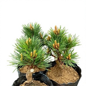 Bonsái Chino Senjumaru, Pino de Agujas Cortas, Pagoda de Cinco Niveles, <span class=keywords><strong>Resistente</strong></span> al Frío, para Interiores/Exteriores, Decoración de Patio al Estilo Chino - Product Image 1