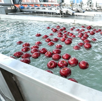 Volledig automatische fruitwas-, was-, droog-, sorteerlijn voor sinaasappels, appels, avocado's, drakenvruchten; machine voor maat- en gewichtsselectie en verwerking.