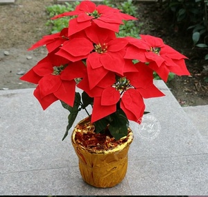 Flores artificiales <span class=keywords><strong>de</strong></span> Navidad, flores rojas <span class=keywords><strong>de</strong></span> 5 cabezas en macetas para decoración <span class=keywords><strong>de</strong></span> fiesta - Product Image 3