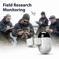 Traceur GPS ultra-léger pour pigeons de course, avec 30 jours d'autonomie et un boîtier IP67, pour les amateurs de pigeonnage