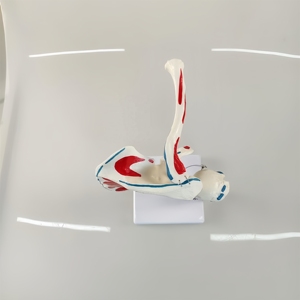 Modèle d'articulation de l'épaule de qualité supérieure avec points de départ et d'arrivée des muscles, vente directe d'usine, modèle d'entraînement médical, produit très demandé - Product Image 3
