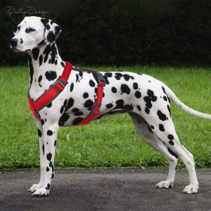 Tali anjing bentuk I tanpa tarik <span class=keywords><strong>Dachshund</strong></span> Harness keamanan hewan peliharaan sosis khusus Harness tahan air - Product Image 1