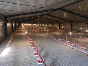 Ligne d'alimentation automatique pour poulet volaille tasses nouvelle condition ligne à boire alimentation pour poulet mangeoire - Product Image 3