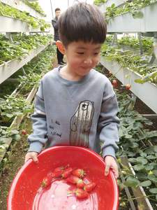 Bac de culture en plastique pour la culture hors-sol de fraises - Product Image 4