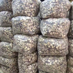 Suministro de fábrica Raíz de Maca negra seca Hierbas chinas Tipo de procesamiento crudo Proceso de secado AD Té de Maca - Product Image 6