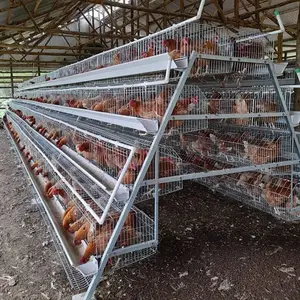 Cages pour poules pondeuses de type A à 3 niveaux et 4 niveaux pour 5000 oiseaux