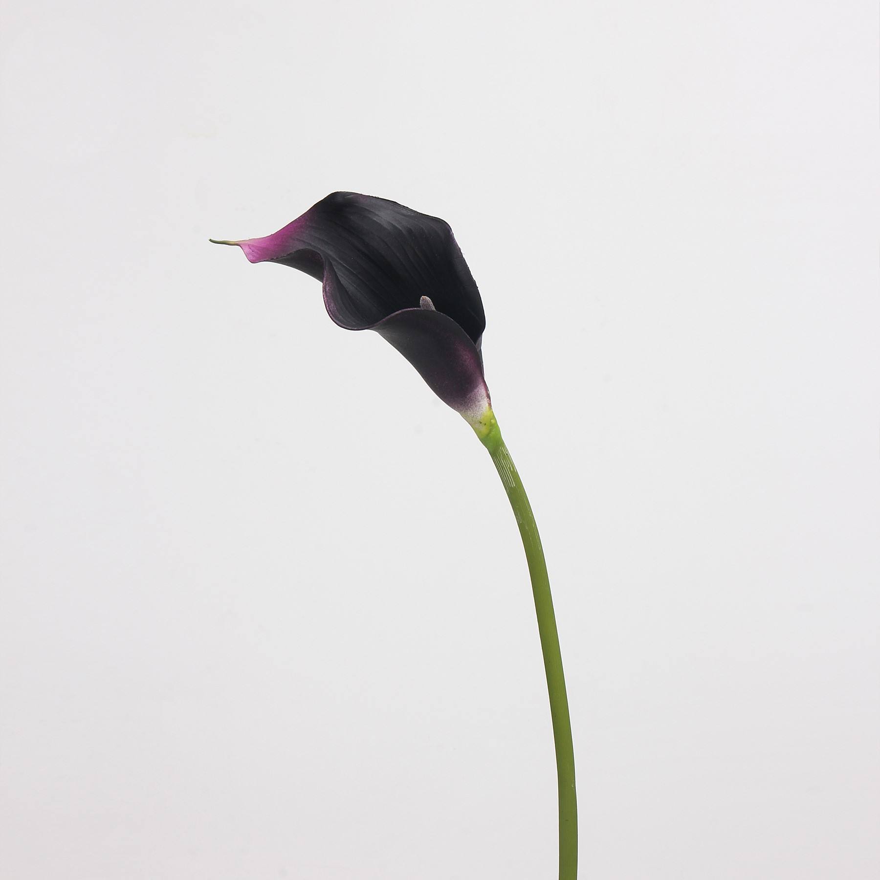DK Violet - 50CM