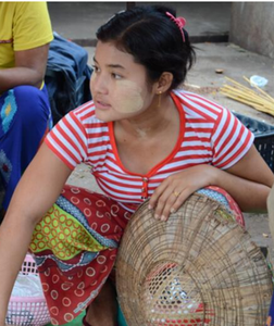 新的整段Thanakha茎生干Thanakha木茎切割 - Product Image 3